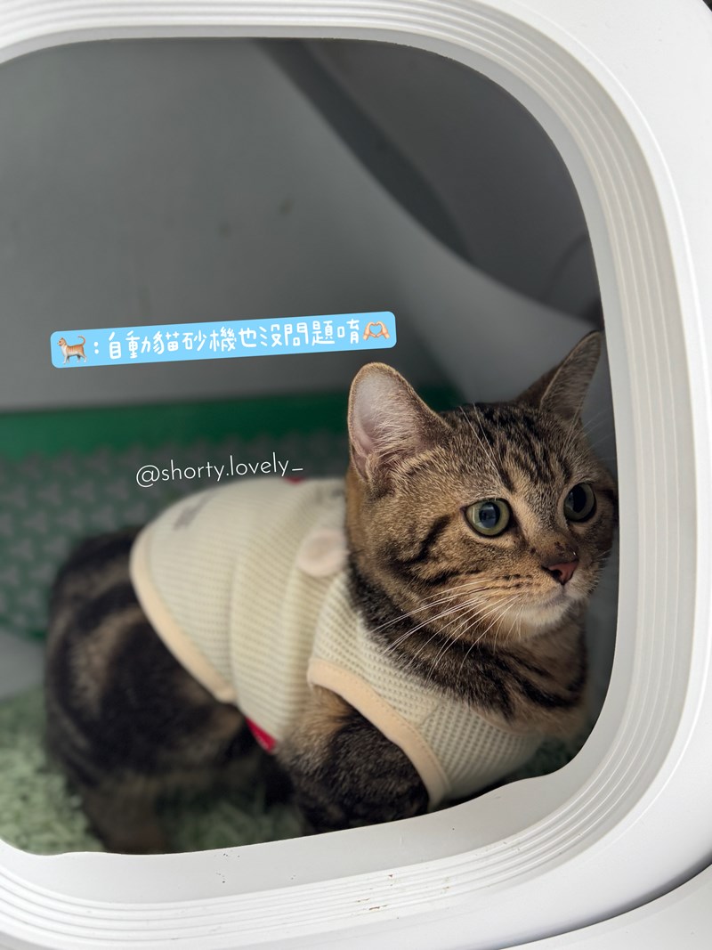 女人知己試用大隊,口碑行銷,部落客行銷,PurreLand 倍淨豆腐貓砂,好市多購買,COSTCO購買,豆腐貓砂,PurreLand倍淨,低粉塵,易清理,可沖馬桶,提供絕佳的除臭與凝結力,豆腐貓砂評價,貓砂評價,使用心得,貓砂分享,好用,原味,綠茶,豆腐砂,水量需完全覆蓋貓砂,水量需貓砂的2~3倍以上,豆腐砂評價,高CP值,划算